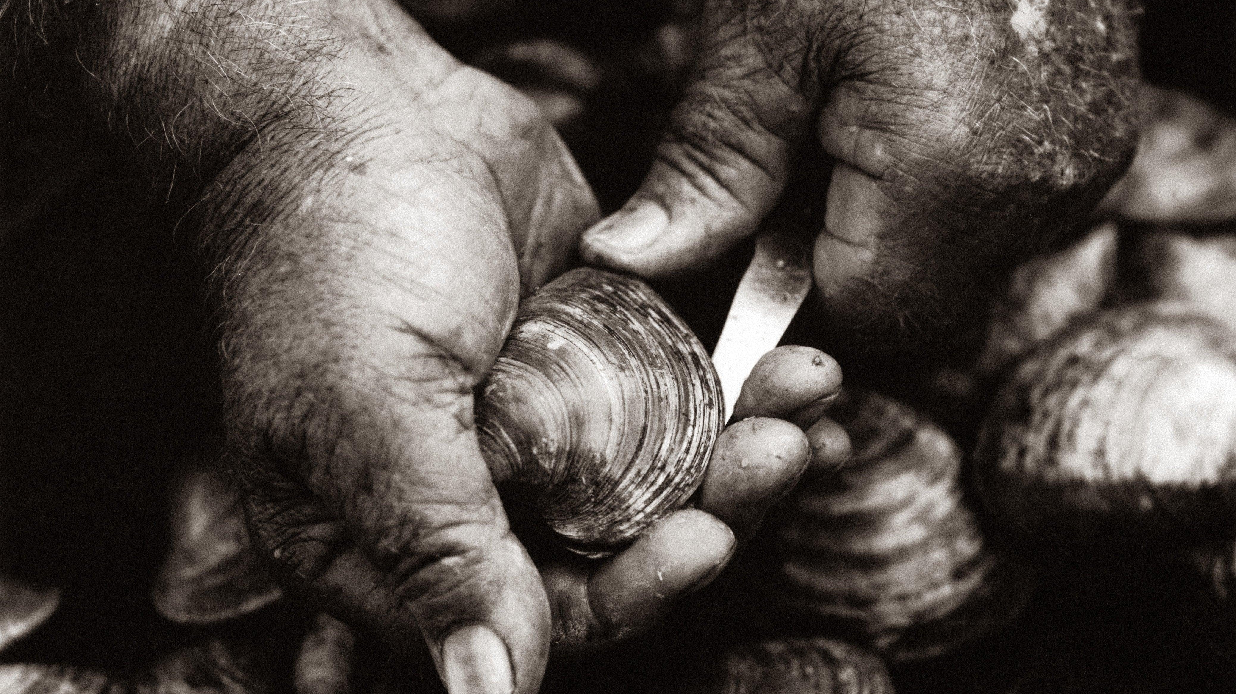 How to shuck clams the right way - Atlantic Rancher Company