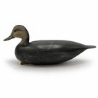 Black Duck Decoy Hunting & Wildlife Decoys Atlantic Rancher Company