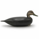 Black Duck Decoy Hunting & Wildlife Decoys Atlantic Rancher Company