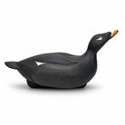 Duck Decoy White Winged Scoter Hunting & Wildlife Decoys Atlantic Rancher Company