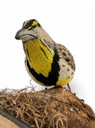 Fine Meadow Lark Feeding Hunting & Wildlife Decoys Atlantic Rancher Company