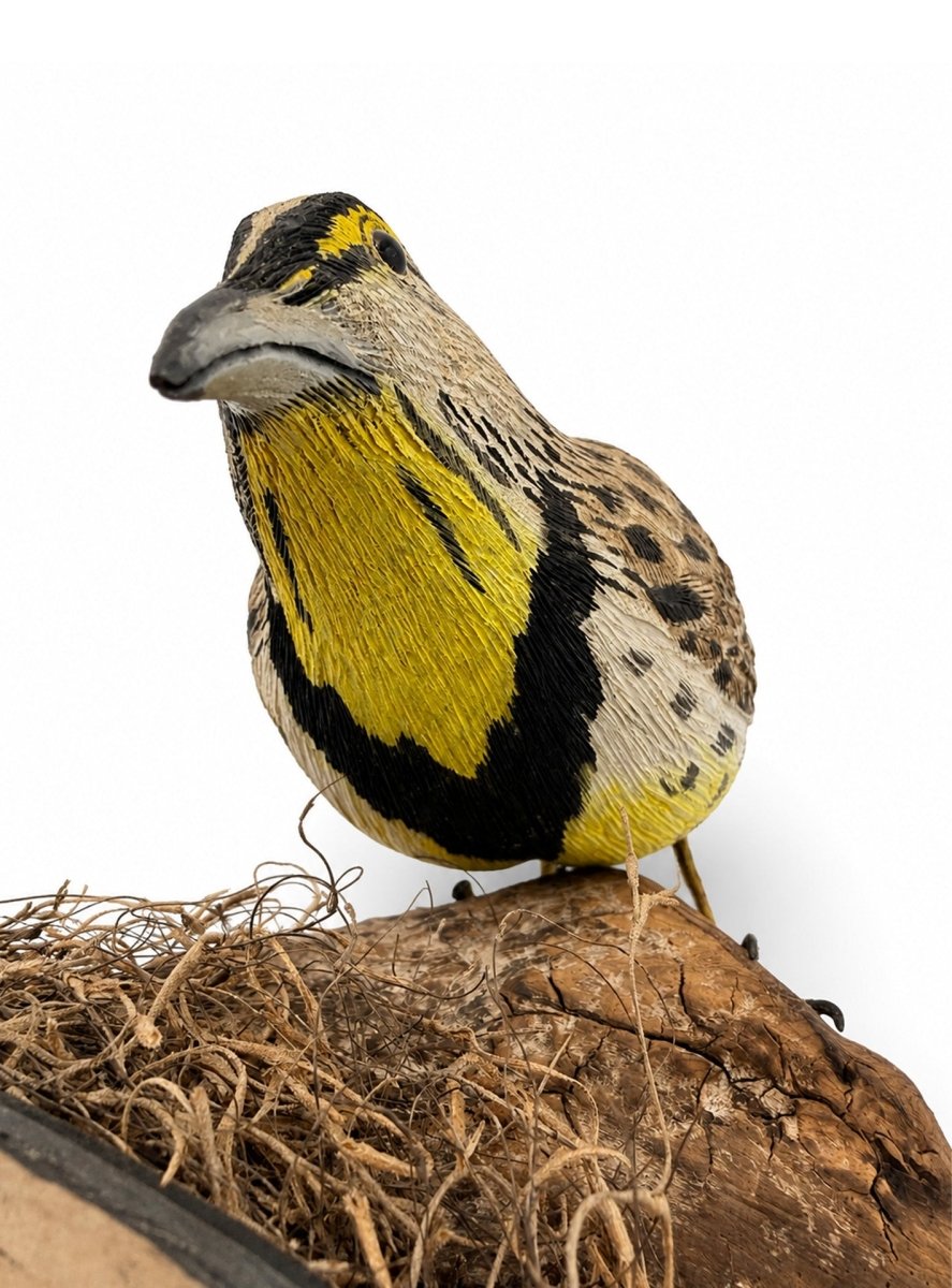 Fine Meadow Lark Feeding Hunting & Wildlife Decoys Atlantic Rancher Company