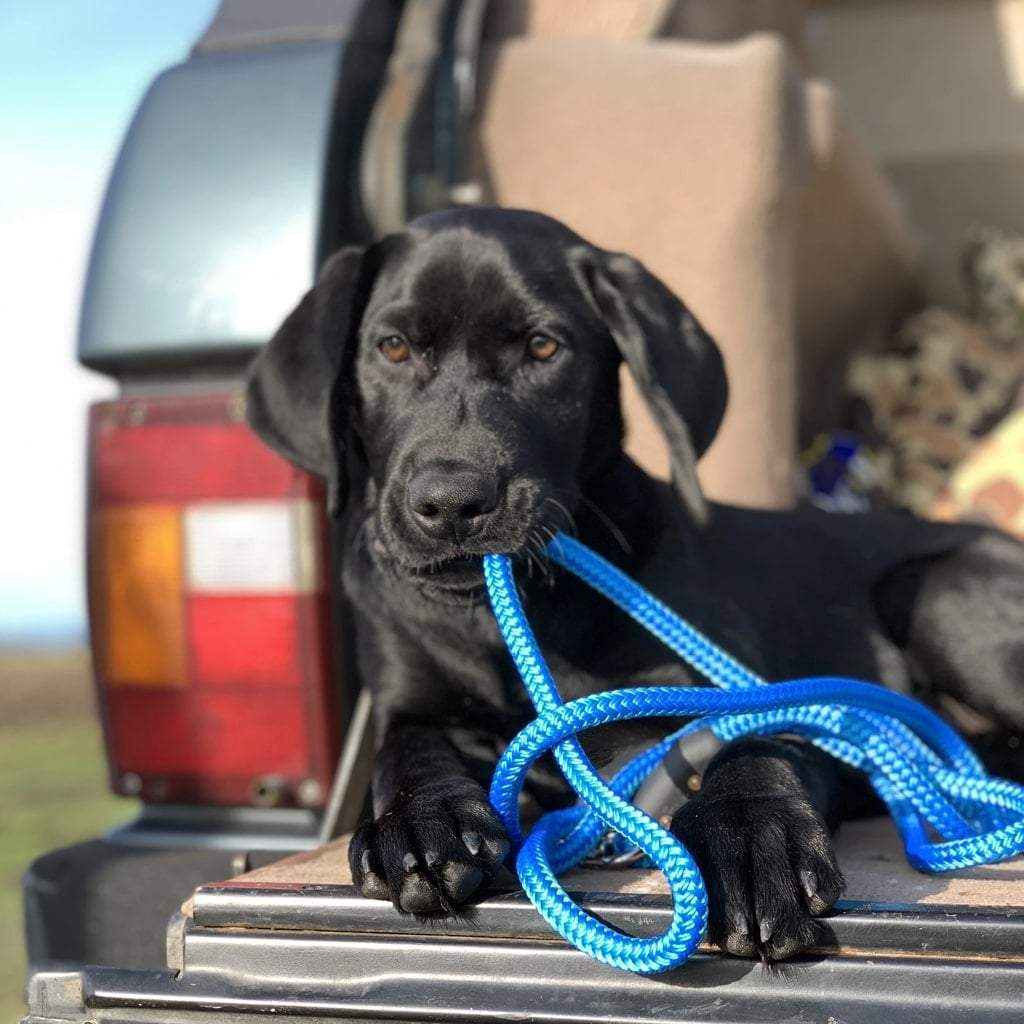 Original Rope Dog Lead Gear and Tools Atlantic Rancher Company
